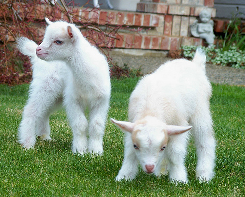 Goats! Nigerian Dwarf and Pygmies